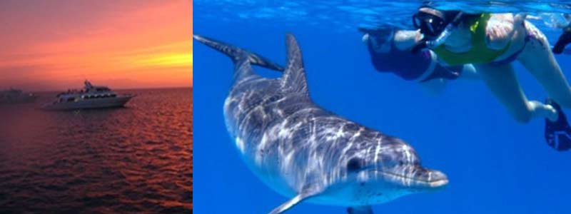 Singles con delfines en el Mar Rojo