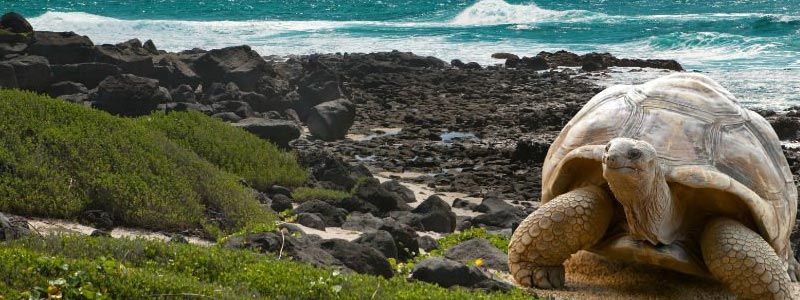 Singles a Islas Galápagos