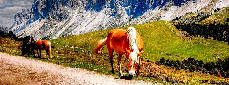 Caballos en Dolomitas