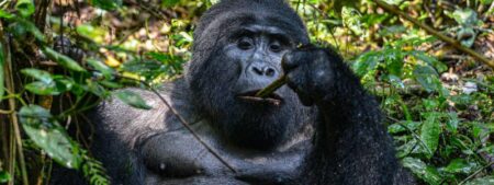 Uganda 450x169 Safaris Singles