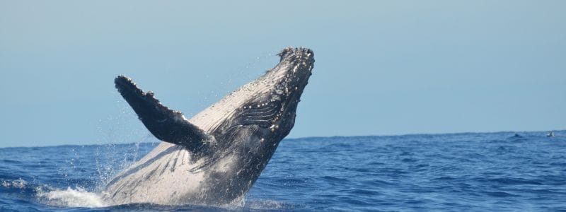 Ballena Jorobada Lofoten Noruega