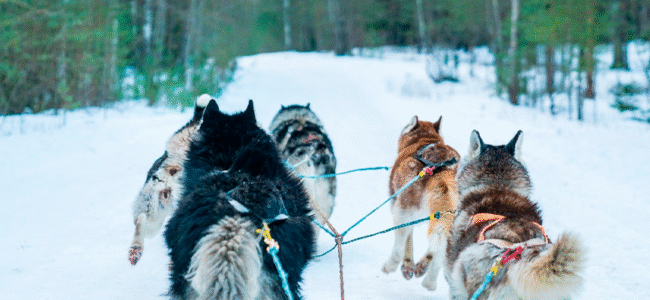 Viajar Solo en Grupo Lofoten – Auroras y Trineo Perros 650x300 Semana Santa Singles 2026