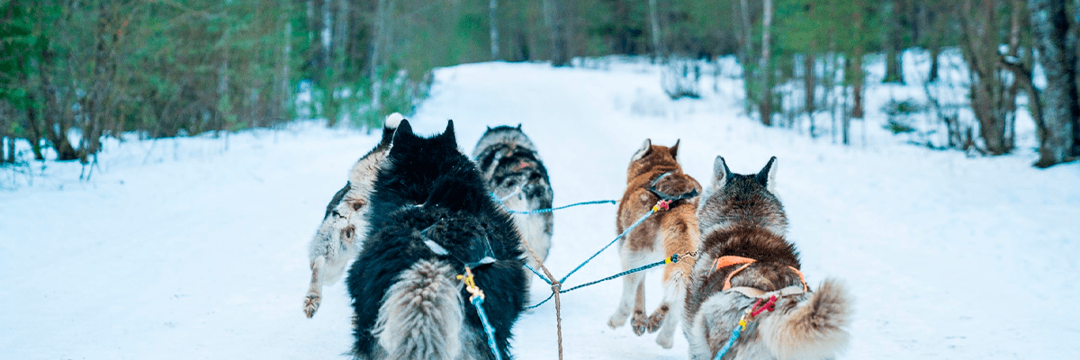 Grupo avistando Auroras Boreales sobre cabañas en Lofoten con trineo de perros