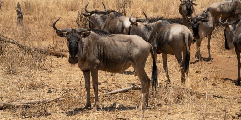 Ñus de Safari en Tanzania