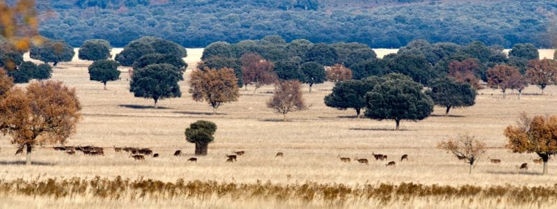 Parque Natural de Cabañeros