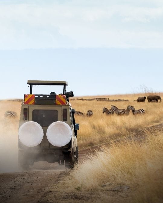 Safaris Safaris Tu viaje, tu plan: Viajes por actividad