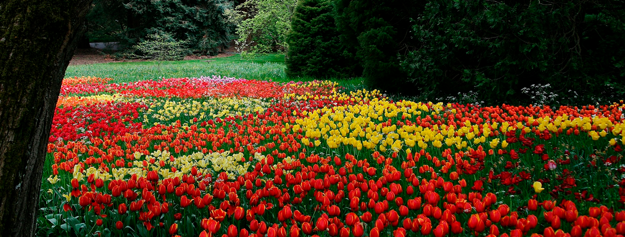 Maravillas de Francia para Singles Keukenhof2 Maravillas de Francia para Singles