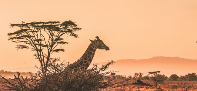 Catálogo de viajes b2580c8013b9b11cb22b7b3e60685368 L 650x300 Catálogo de viajes