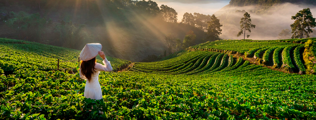 Mujer con sombrero tradicional contemplando los campos de arroz al amanecer al viajar solo en grupo a Vietnam